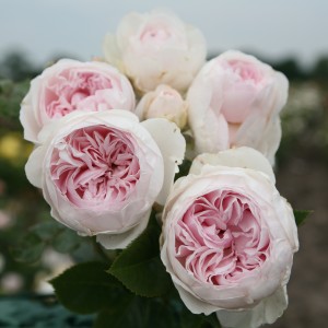 SECRET PARFUMA (floribunda)